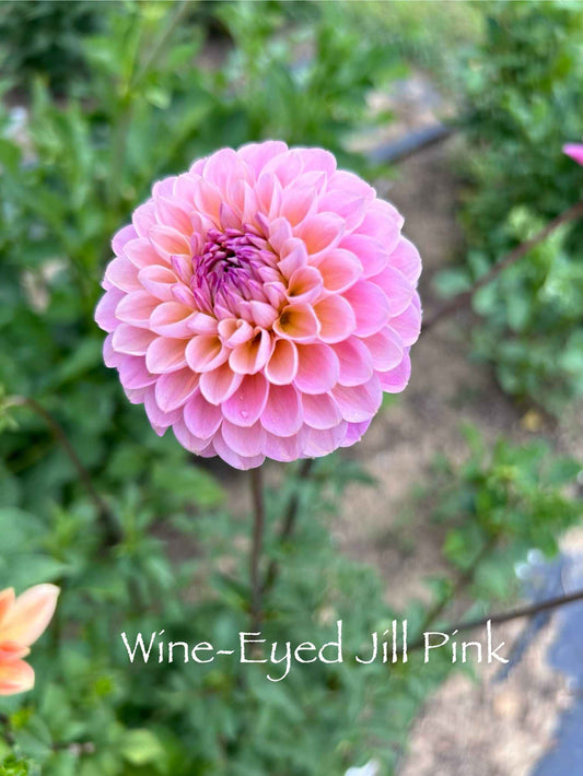 Wine-Eyed Jill Pink Tuber