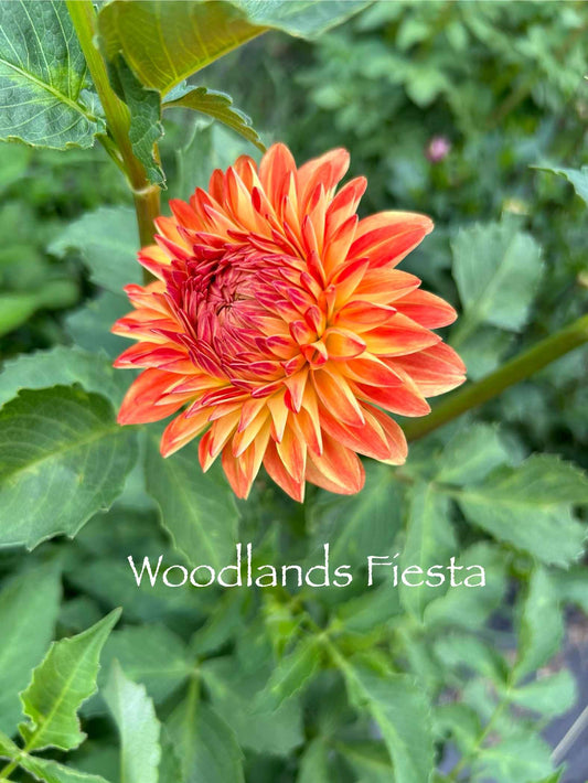 Woodlands Fiesta Tuber