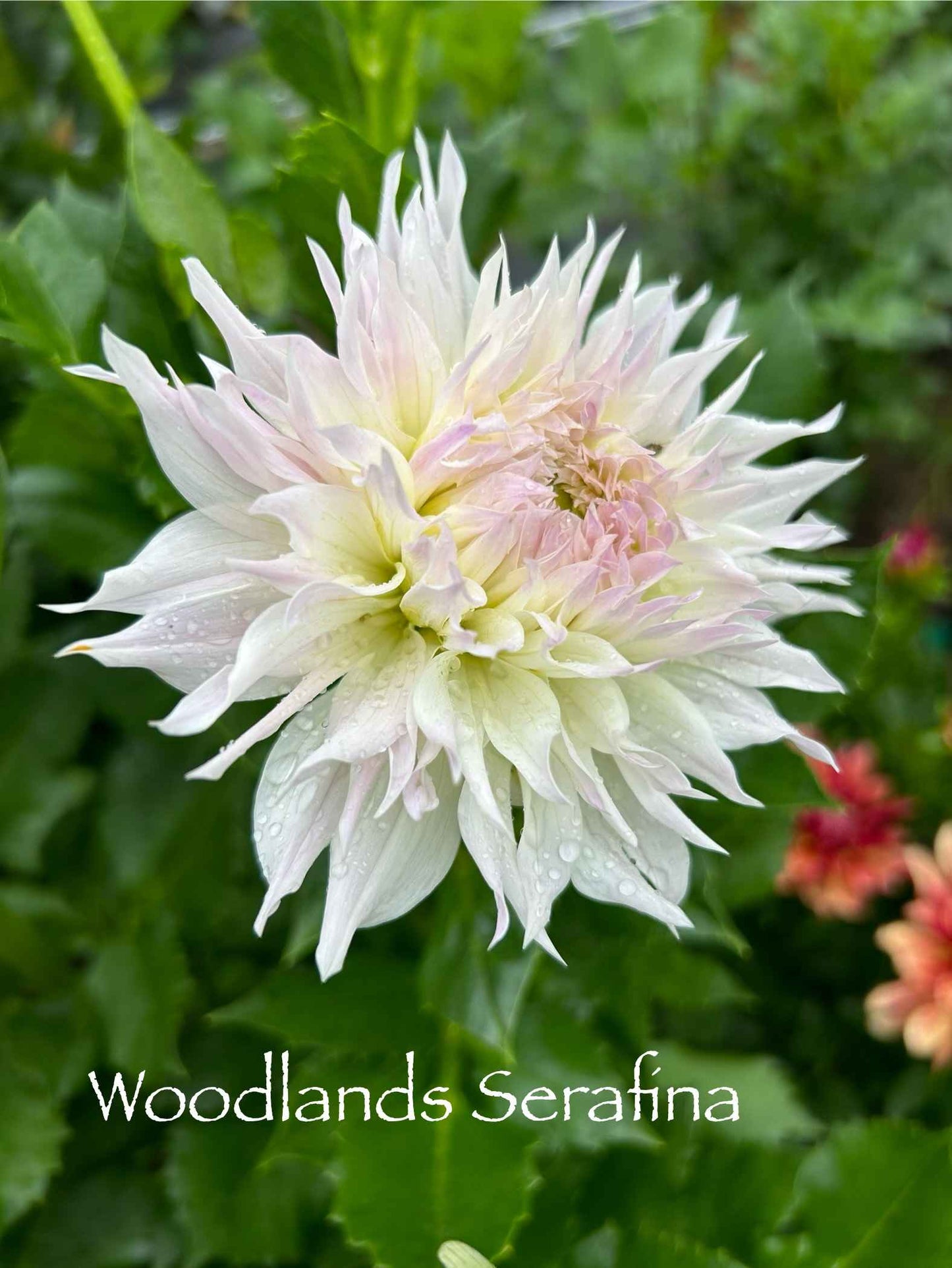 Woodlands Sarafina Tuber