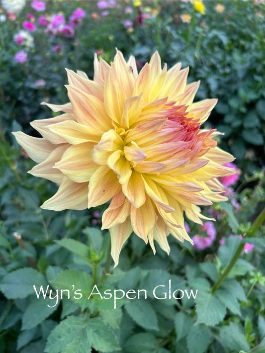 Wyn's Aspen Glow Tuber