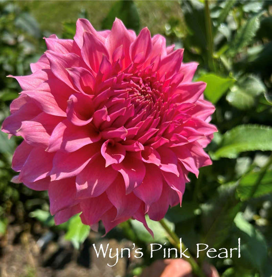 Wyn's Pink Pearl Tuber