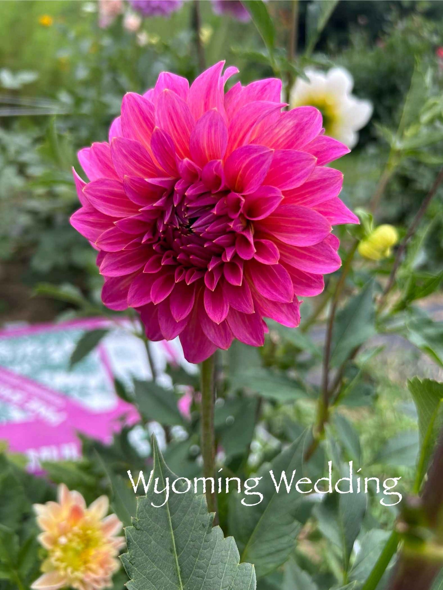 Wyoming Wedding Tuber