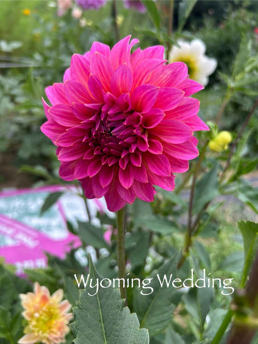 Wyoming Wedding Tuber