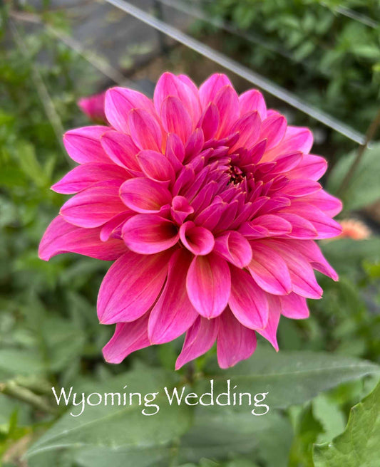 Wyoming Wedding Tuber