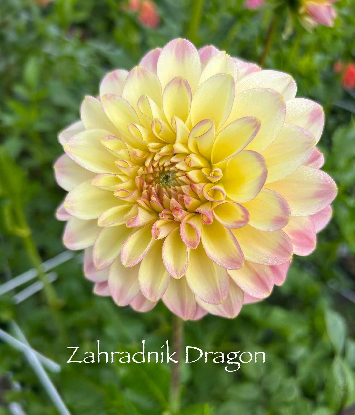 Zahradnik Dragon Tuber