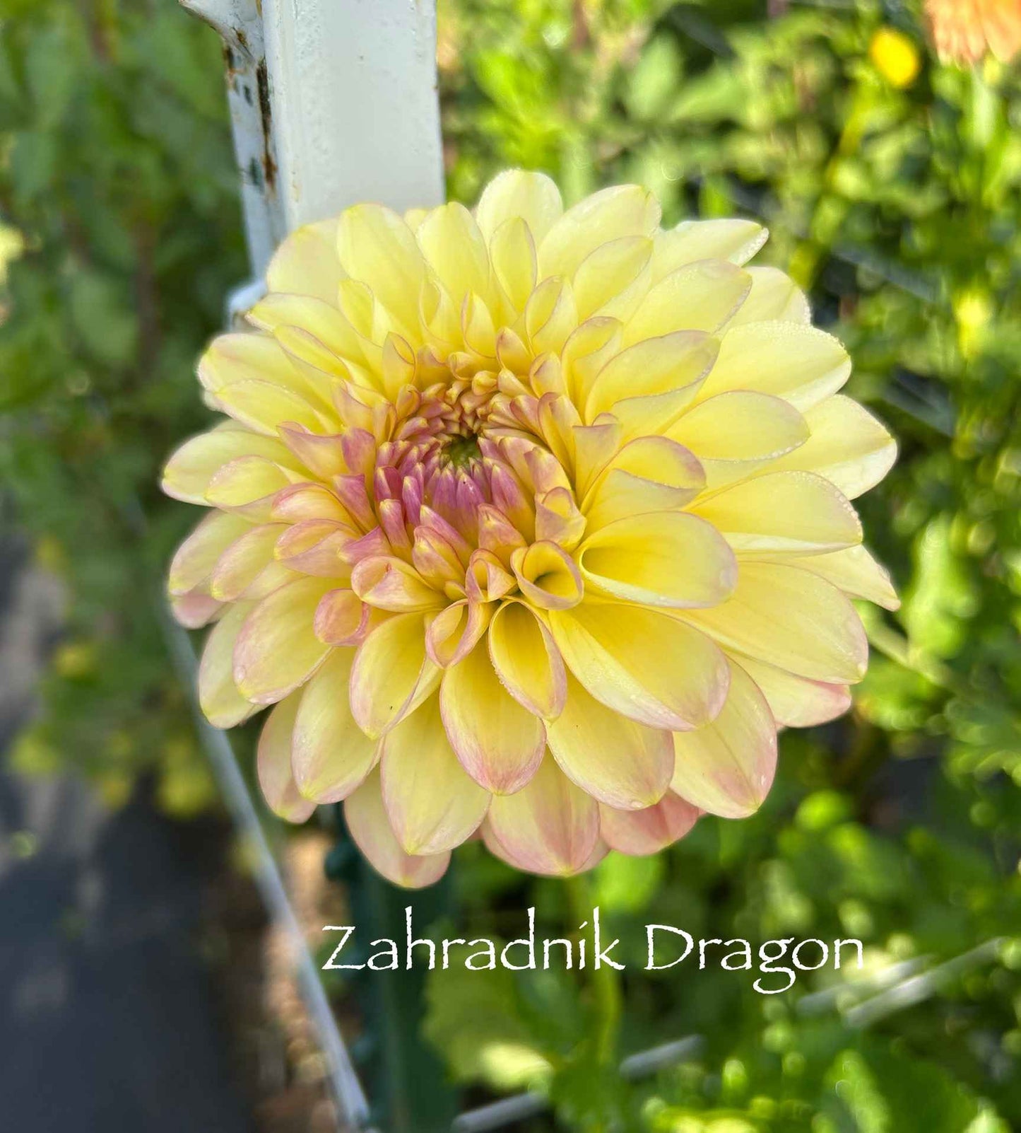 Zahradnik Dragon Tuber