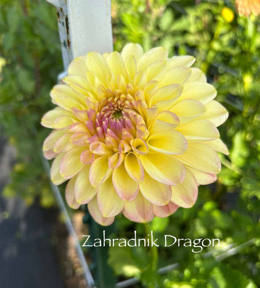 Zahradnik Dragon Tuber
