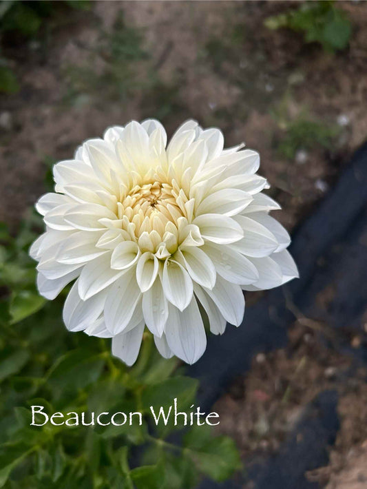 Beaucon White Tuber