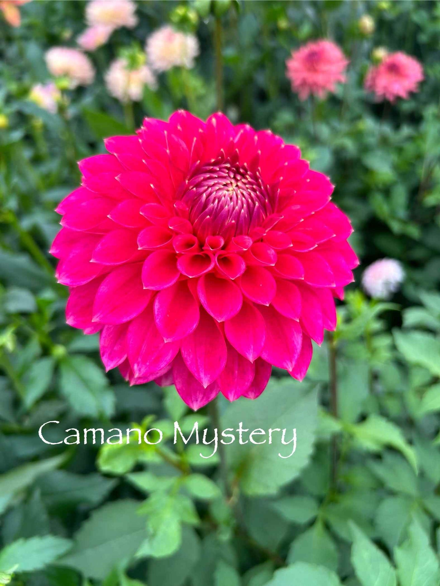 Camano Mystery Tuber