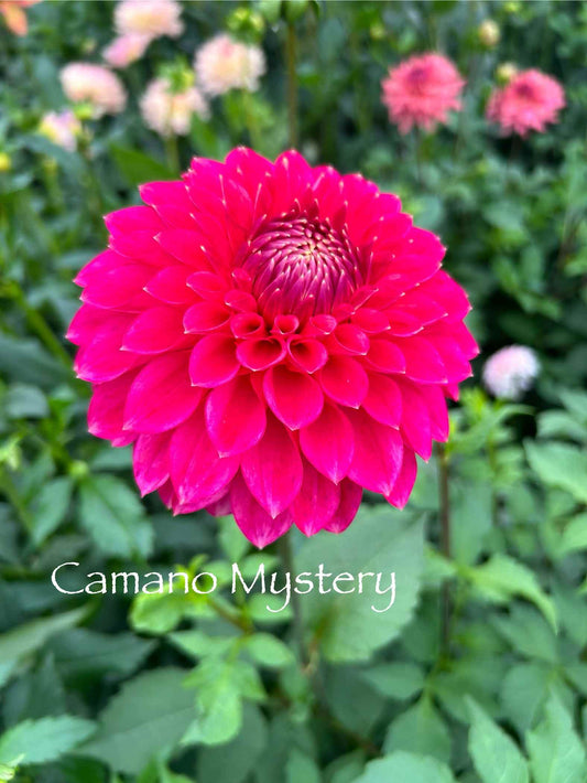 Camano Mystery Tuber