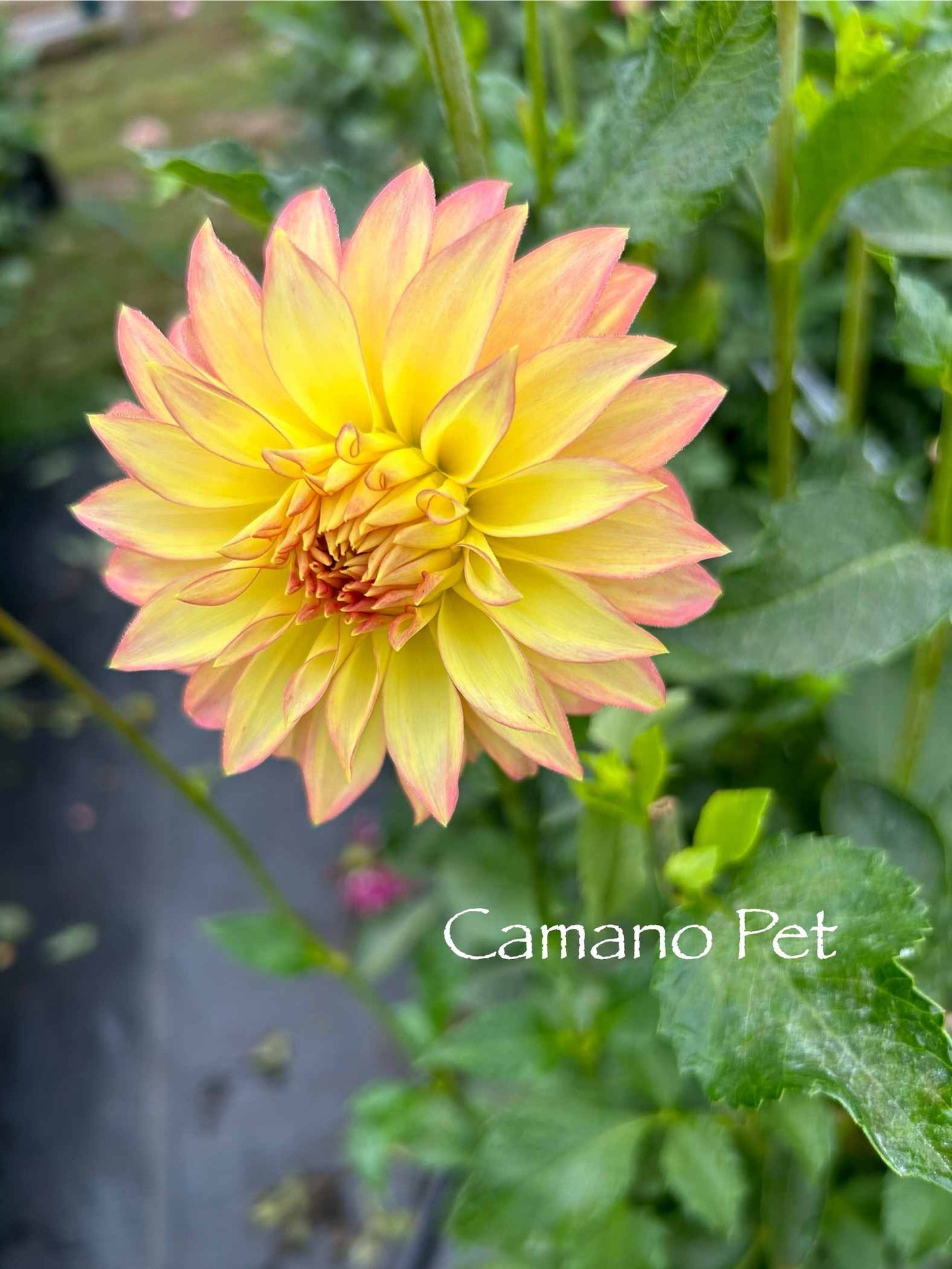 Camano Pet Tuber