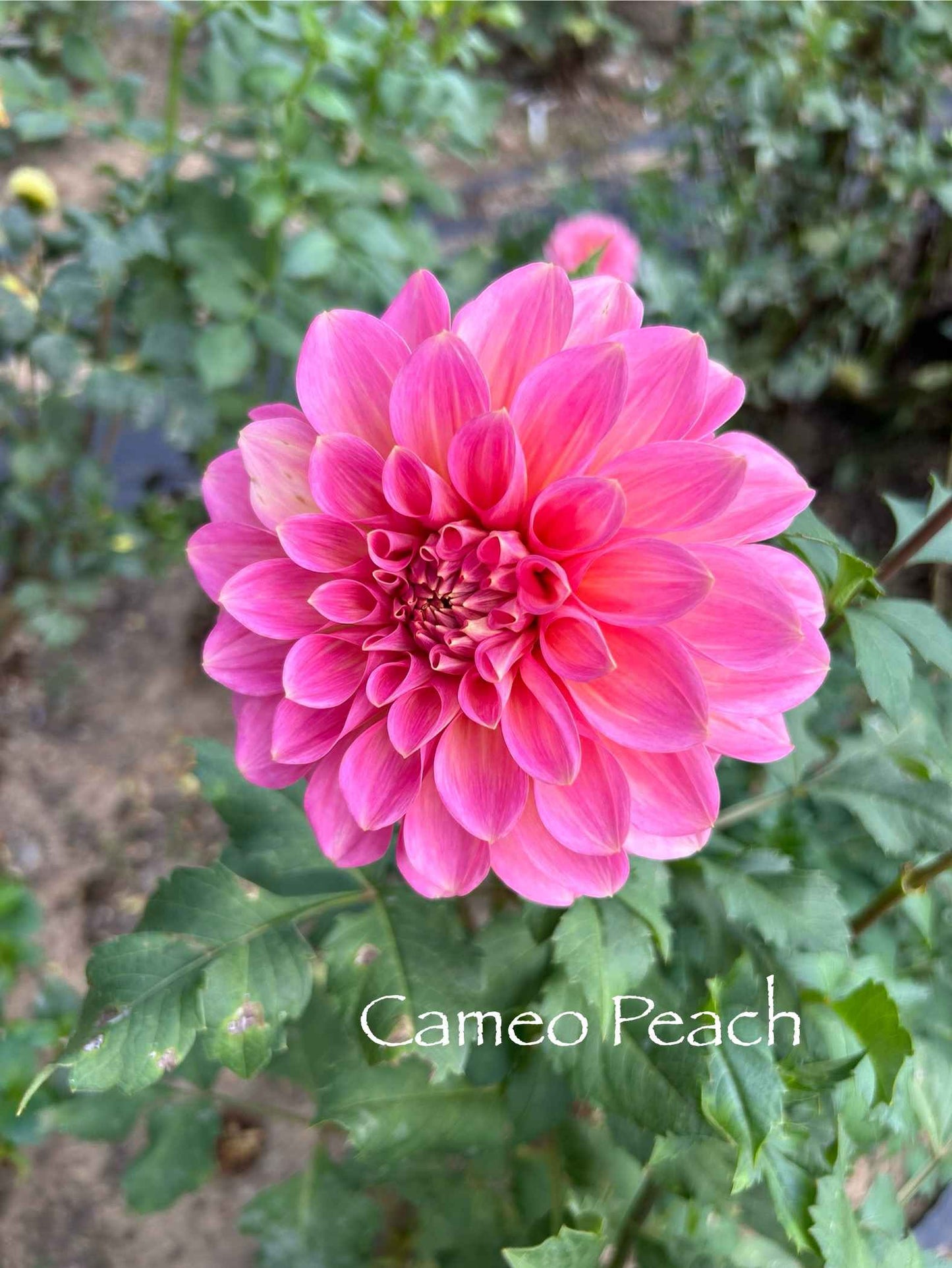 Cameo Peach Tuber