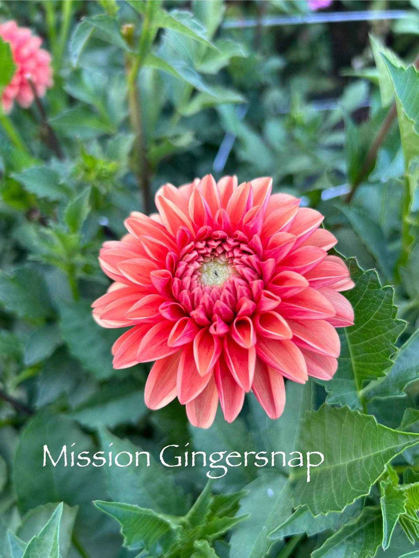 Mission Gingersnap Tuber