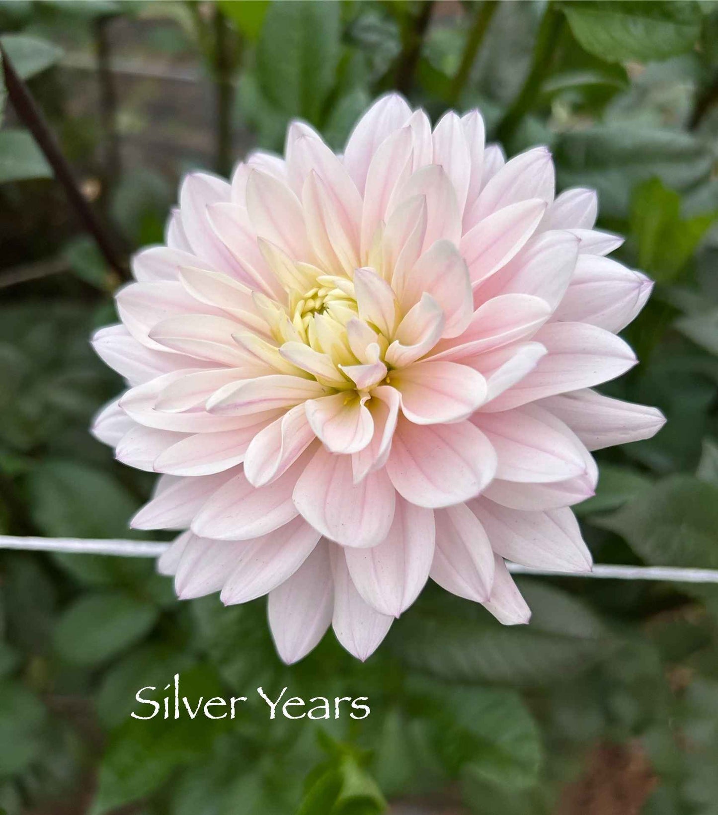 Silver Years Tuber