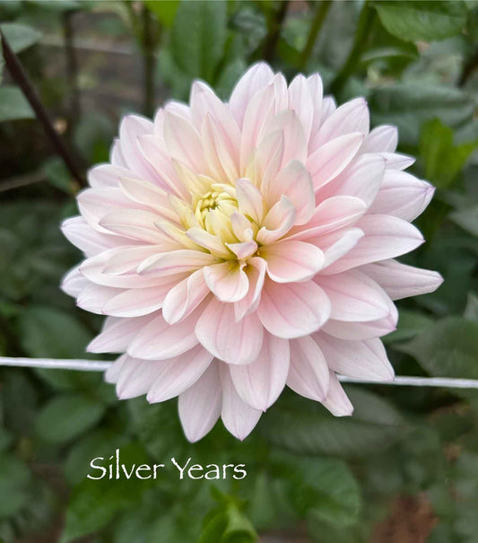 Silver Years Tuber
