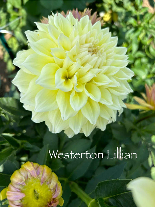 Westerton Lillian Tuber